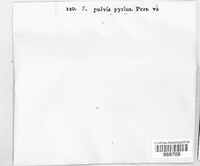 Image of Melanomma pulvis-pyrius